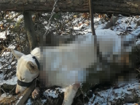 Прикованное к дереву окровавленное тело собаки нашли в Дивногорске: ее могла убить хозяйка. Фото: Елена Аркашина