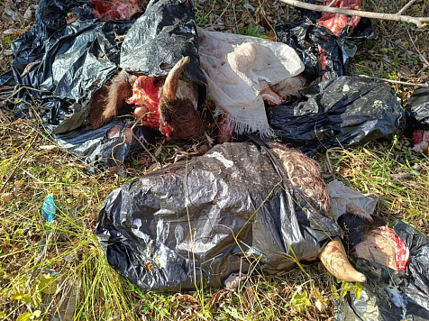 Коровьи головы в мешках обнаружили возле красноярских дач. Фото: «Экоинспекции» Народного фронта