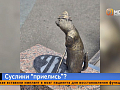 Красноярцы начали уставать от бронзовых сусликов