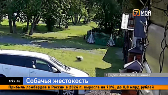 Домашняя собака разорвала щенка хаски в Белом Яре Ачинского района