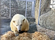 Белый медведь Диксон погиб в Московском зоопарке спустя год после спасения