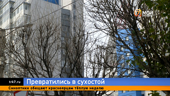 Их нужно спилить: жители Красноярска вновь обратили внимание на аллеи мертвых деревьев