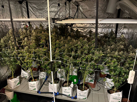 В Дивногорске «накрыли» четыре подпольных лаборатории с коноплей. Фото: МВД 24