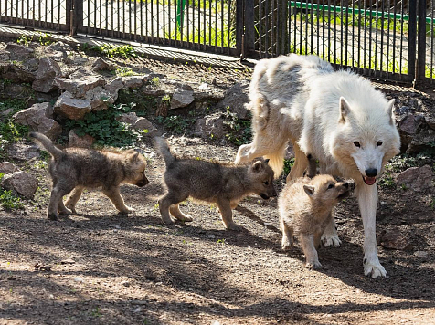 В красноярском «Роевом ручье» выбрали имена для арктических волчат. Фото: пресс-служба «Роева ручья»