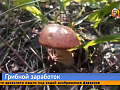 В Красноярском крае появились пункты по сдаче грибов и ягод