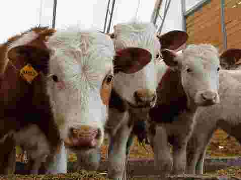 Работника сельхозтехникума убил бык-производитель. Фото: Игорь Михайлишин