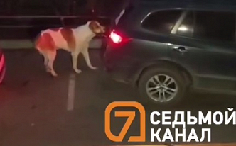 «Зацепила за багажник и потащила»: красноярка выгуляла собаку по автодороге на коротком поводке 