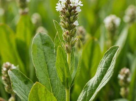 Когда лекарственное растение не порадовало: жителю Красноярского края  вместо петунии продали подорожник. Фото: Shedevrum