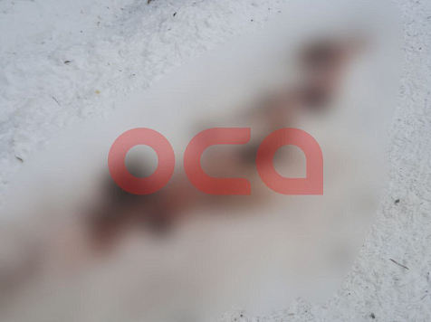 Одичавшие собаки в Ачинском районе разорвали косулю. Фото: Телеканал "Оса" Ачинск