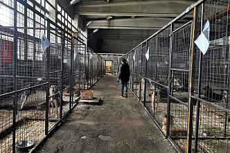 С 3 октября приюты для бездомных животных Красноярска смогут подать заявку на субсидию