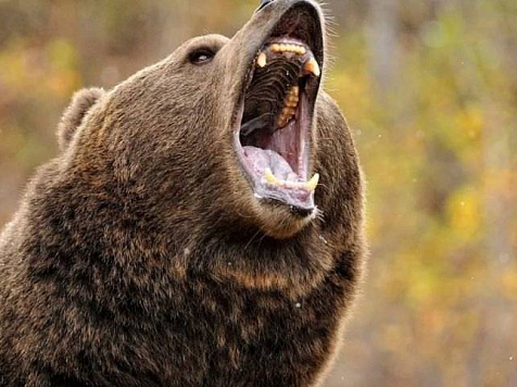 Медведь терроризирует жителей поселка Щетинкино в Красноярском крае. Фото: pixabay.com