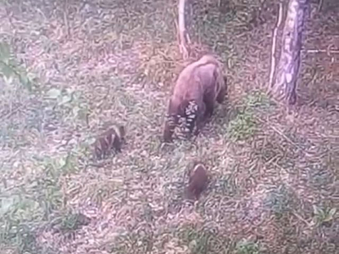 Медведица с малышами вышла к людям в красноярском «Бобровом логу». Фото: Красноярские Столбы