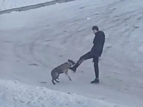 В Красноярске мужчина жестоко избил свою собаку. Фото и видео: instagram.com/olgadenisenco