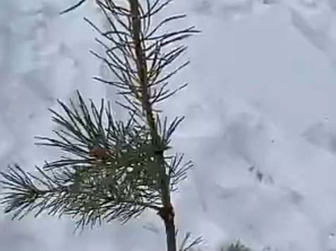 В красноярском эко-парке вандалы сломали молодые деревья (ВИДЕО). Фото, видео: «Гремячая грива»
