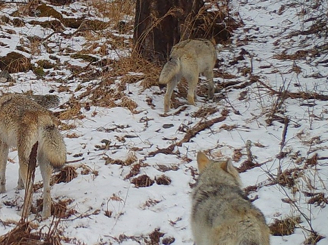 Популяция волка в Красноярском крае превысила норму в два раза. Фото: Дикая природа России