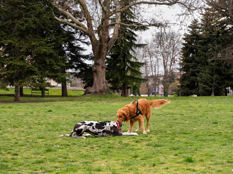 Красноярск вошел в топ-3 дог-френдли городов России. Фото: Freepik