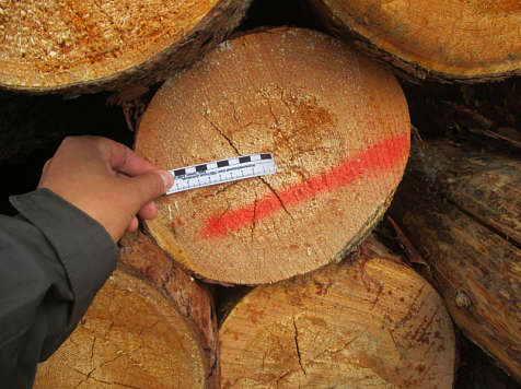 В Красноярском крае пресекли 59 незаконных рубок древесины. Фото: МВД