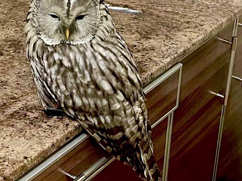 Лейтенант красноярской ГАИ спас сову и вылечил ей переломы. Фото: Госавтоинспекция 24