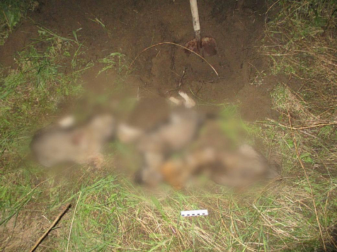  Жителя Березовского района осудят за жестокую расправу над бездомными щенками. Фото: Прокуратура Красноярского края