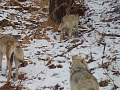 Популяция волка в Красноярском крае превысила норму в два раза