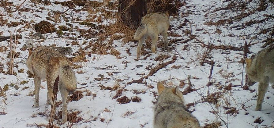 Популяция волка в Красноярском крае превысила норму в два раза