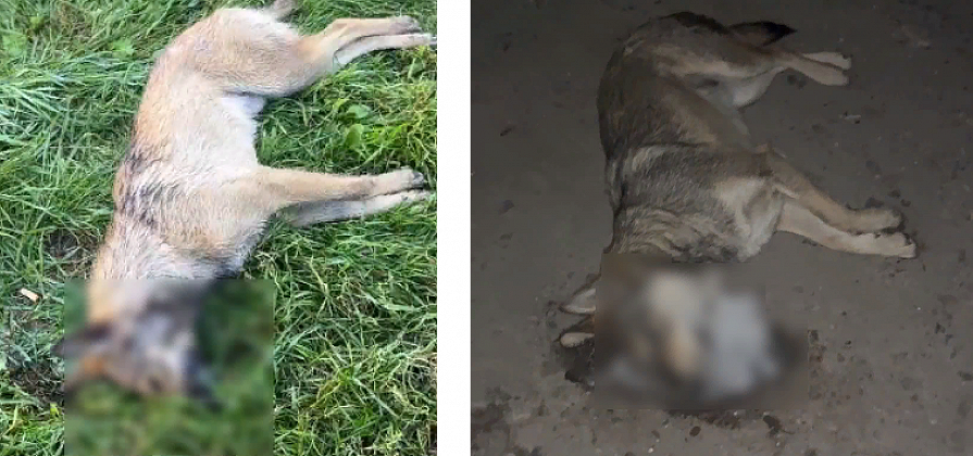 Тела 20 бездомных собак во дворах нашли жители Канска