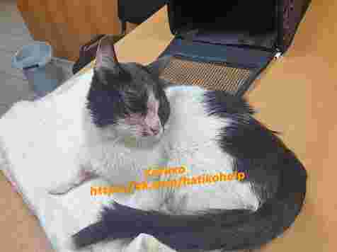 В Красноярске живодер избил и выбросил кошку из окна. <i>Фото "Хатико"</i>