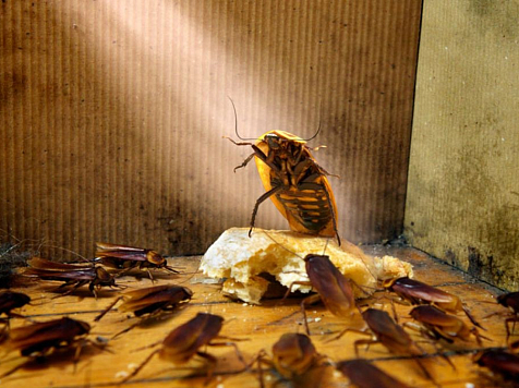 «Тараканы повсюду»: многоквартирный дом в Красноярском крае ломится от насекомых. Фото: Роспотребнадзор