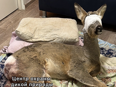 Спасенную косулю на Торгашинской лестнице в Красноярске выпустили в лес. Фото: Центр охраны дикой природы «Инстинкт»