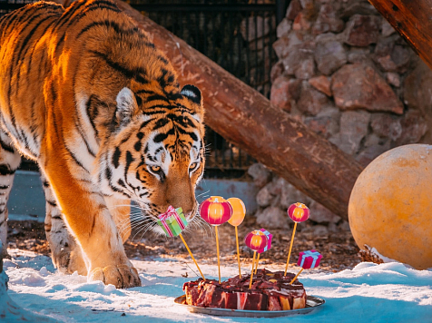 Красноярских тигров поздравили с китайским новым годом мясными тортами. Фото: "Роев ручей"