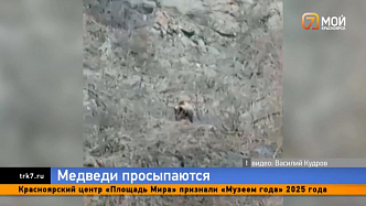 В Красноярском крае из зимней спячки начали выходить медведи 