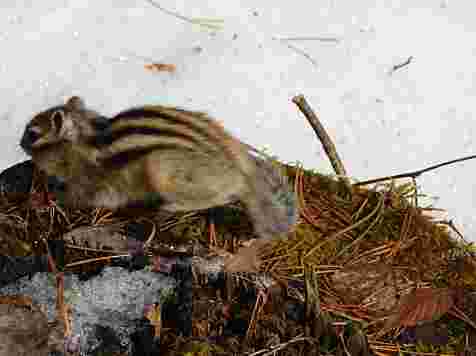 «Значит, скоро медведи»: в заповеднике к людям вышел первый бурундук (фото). Фото: zapovednik-stolby.ru