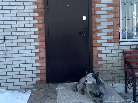 В Туве хаски больше года ждет в аэропорту погибшего на СВО хозяина. Фото: ФКП «Аэропорт Кызыл»