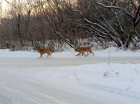 Красноярские организации отказываются участвовать в конкурсе по отлову бездомных собак . Фото: администрация Красноярска