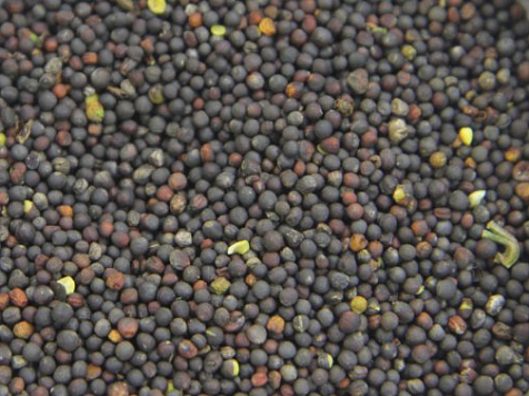 Экспорт рапса из Красноярского края в Китай упал до минимума. Фото: Управление Россельхознадзора по Красноярскому краю