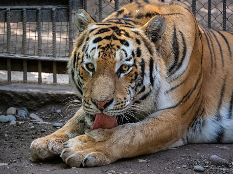 В красноярском зоопарке для тигра подготовили праздничный торт. Фото: https://vk.com/roevzoo