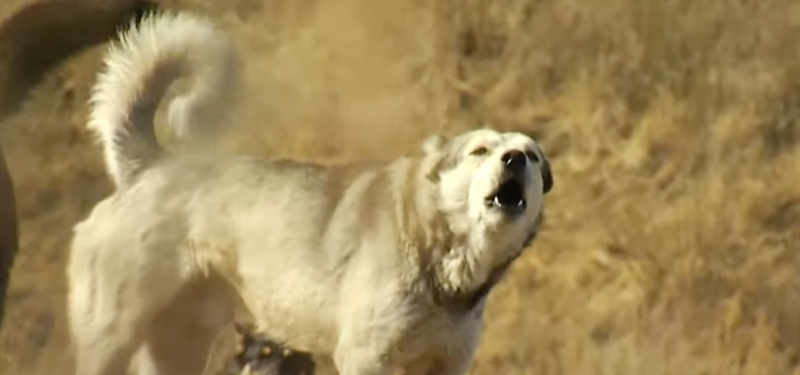 В Красноярском крае муниципалитет заплатит семье погибшего от нападения собак мальчика