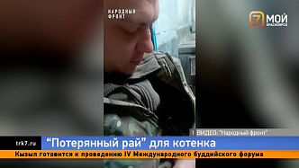 Красноярские бойцы СВО подарили измождённому котенку «Потерянный рай»