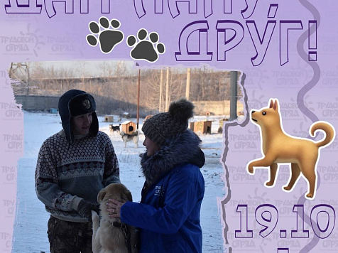 В Красноярске проходит акция помощи бездомных животным. Фото: https://vk.com/krasnoyarskrf