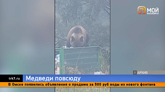  На Базаихе застрелили медведя — Сергей Верещагин прокомментировал нашествие медведей в Красноярске