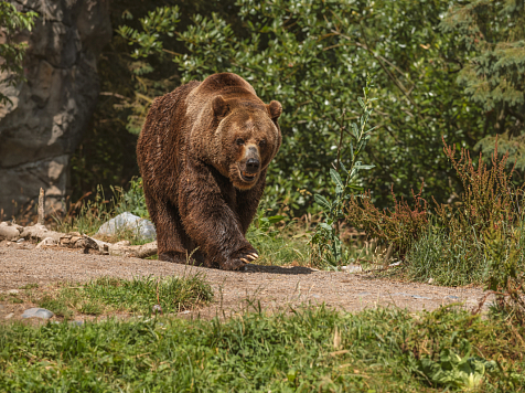 В Красноярском крае медведь напал на грибников. Пострадали двое. Фото: ru.freepik.com