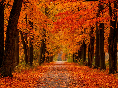 Бабье лето на репите: в Красноярск приходит оттепель. Фото: Shedevrum, Gismeteo