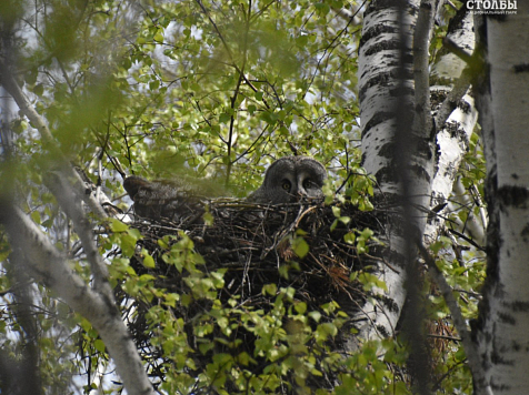 На Красноярск надвигается тепло, будет до плюс 25. Фото: Красноярские Столбы