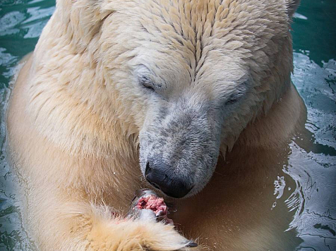 В «Роевом ручье» создан центр спасения белых медвежат-сирот. Фото: roev.ru