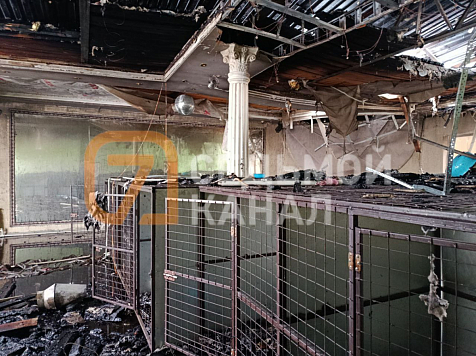 Страшный пожар в красноярской ветклинике унес жизни более 9 животных и дорогое оборудование