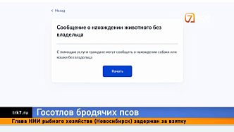 Красноярцы смогут оставлять заявки на отлов бродячих собак через «Госуслуги»