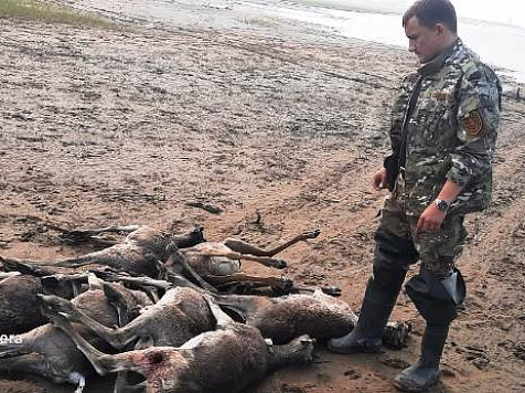 Общественники рассказали свою версию гибели оленей на севере Красноярского края. Фото: хатанга.рф