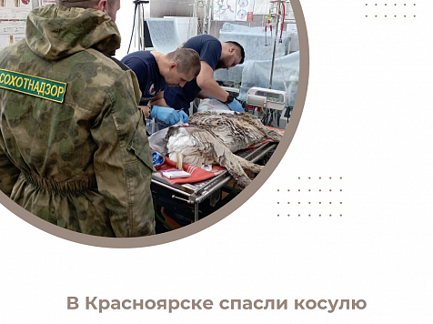 В Свердловском районе Красноярска охотинспекторы поймали раненую косулю. Фото: Министерство экологии Красноярского края