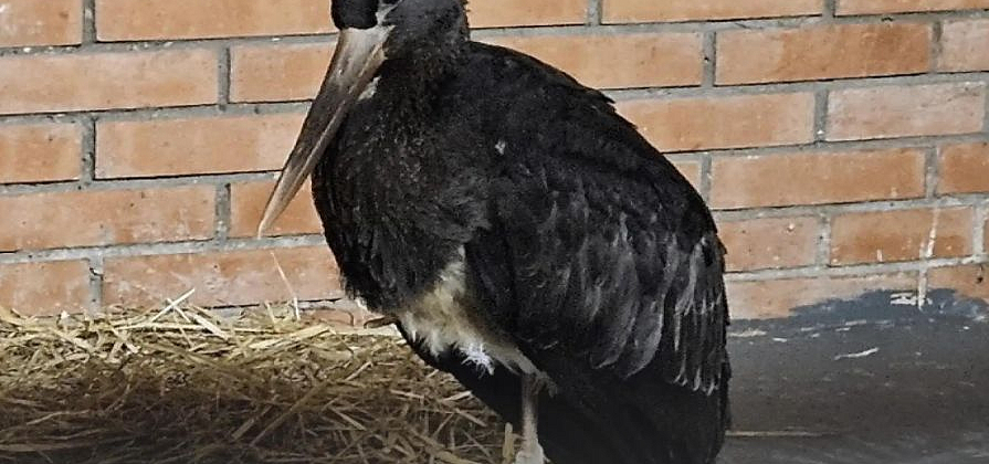 В красноярский «Роев ручей» передали краснокнижного черного аиста