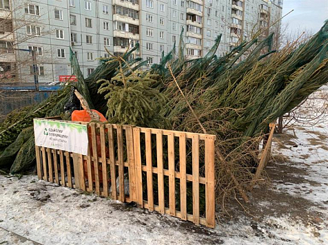 В Красноярске в этом году не будет пунктов для сбора использованных ёлок. Фото: мэрия